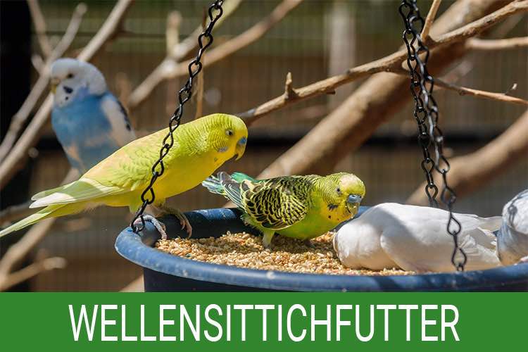Wellensittichfutter